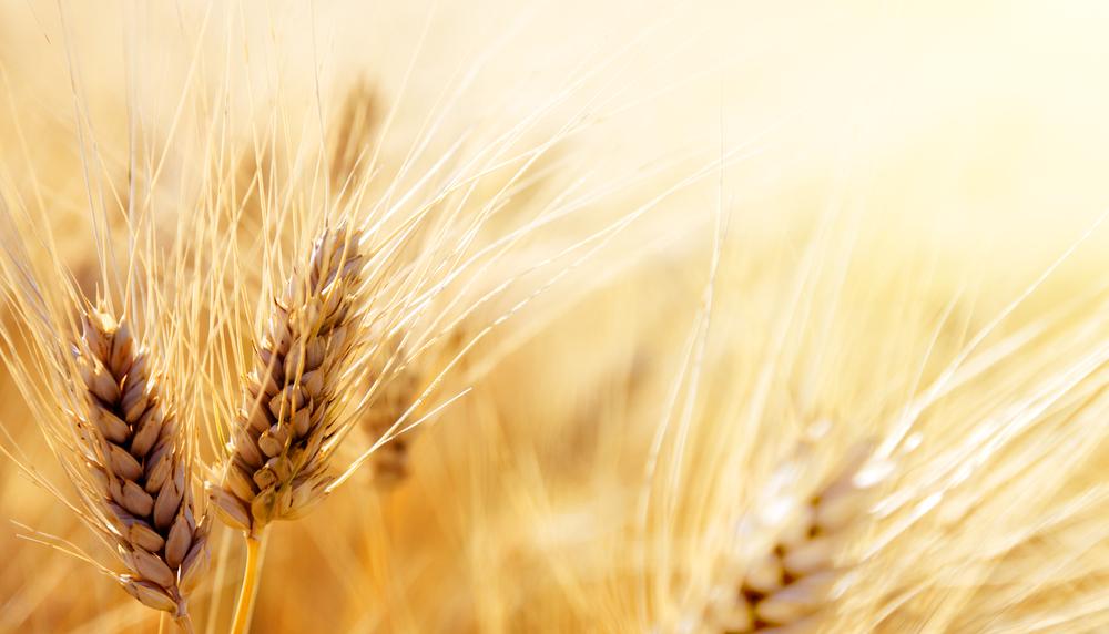 Hydroquinone, Azelaic Acid and Vitamin C Wheat in the sun