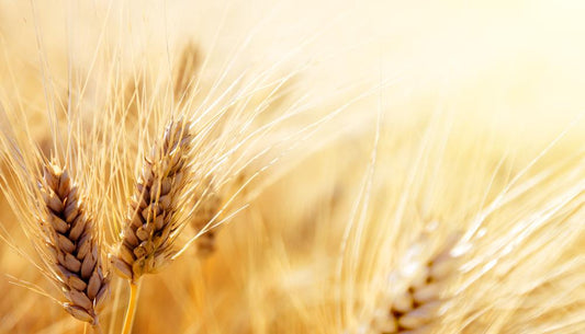 Hydroquinone, Azelaic Acid and Vitamin C Wheat in the sun